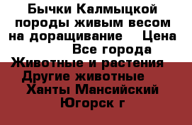 Бычки Калмыцкой породы живым весом на доращивание. › Цена ­ 135 - Все города Животные и растения » Другие животные   . Ханты-Мансийский,Югорск г.